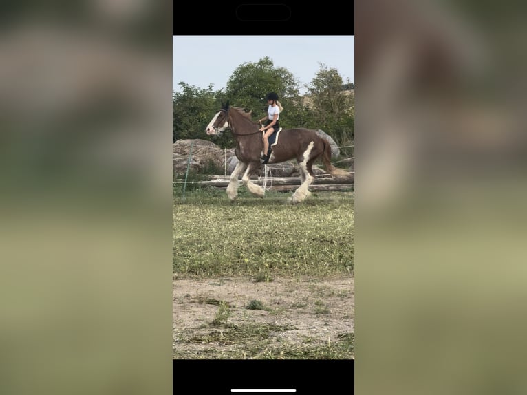 Clydesdale Mare 15 years 17,2 hh Tobiano-all-colors in W&#xFC;lperodE
