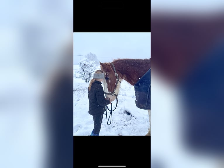 Clydesdale Mare 15 years 17,2 hh Tobiano-all-colors in W&#xFC;lperodE
