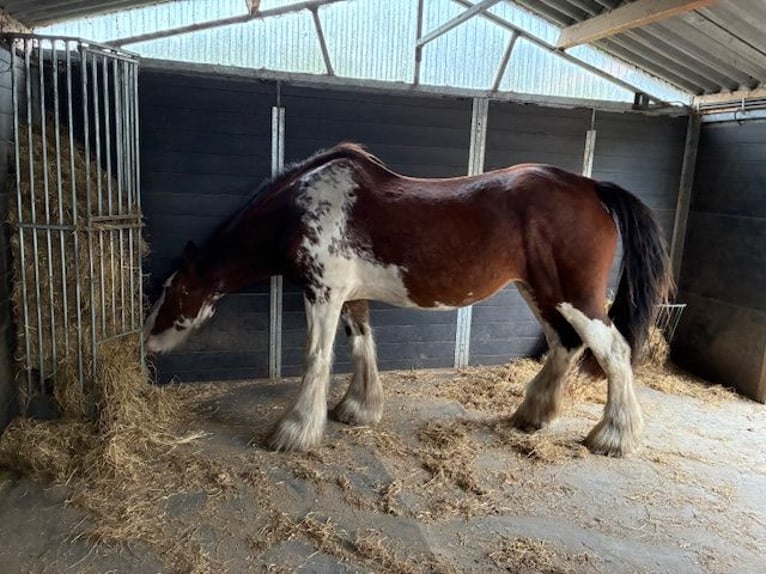 Clydesdale Mare 17 years 16,3 hh Pinto in Burgh-Haamstede