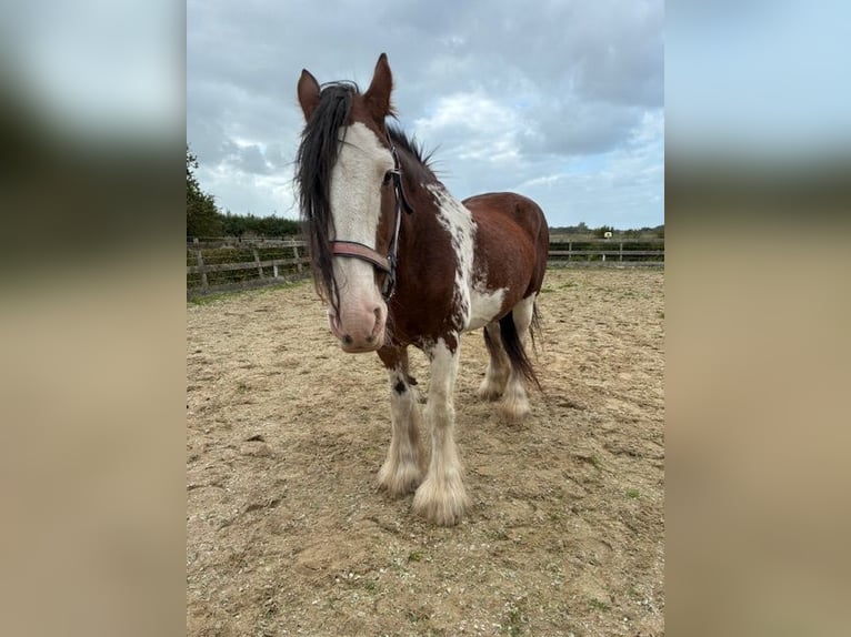 Clydesdale Mare 17 years 16,3 hh Pinto in Burgh-Haamstede