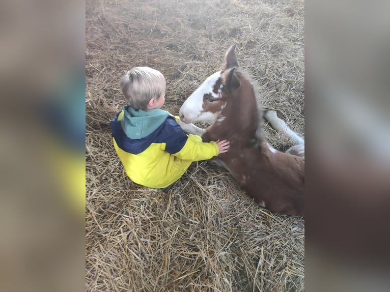 Clydesdale Mare 17 years 17,2 hh Bay in york