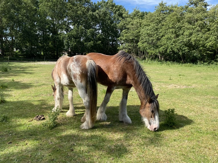Clydesdale Mare 3 years 15.2 hh Roan-Red in Burgh Haamstede