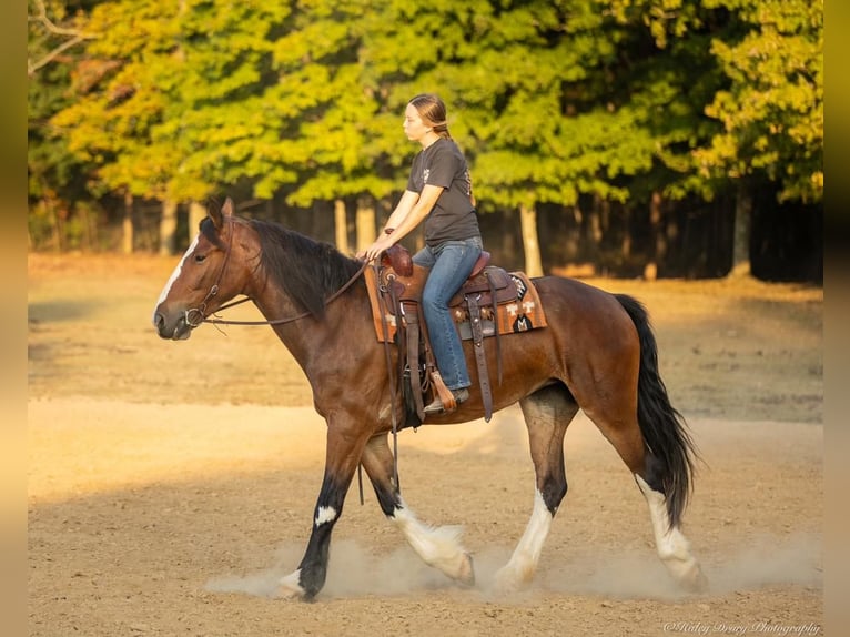 Clydesdale Mix Mare 3 years 16 hh Bay in Auburn, KY