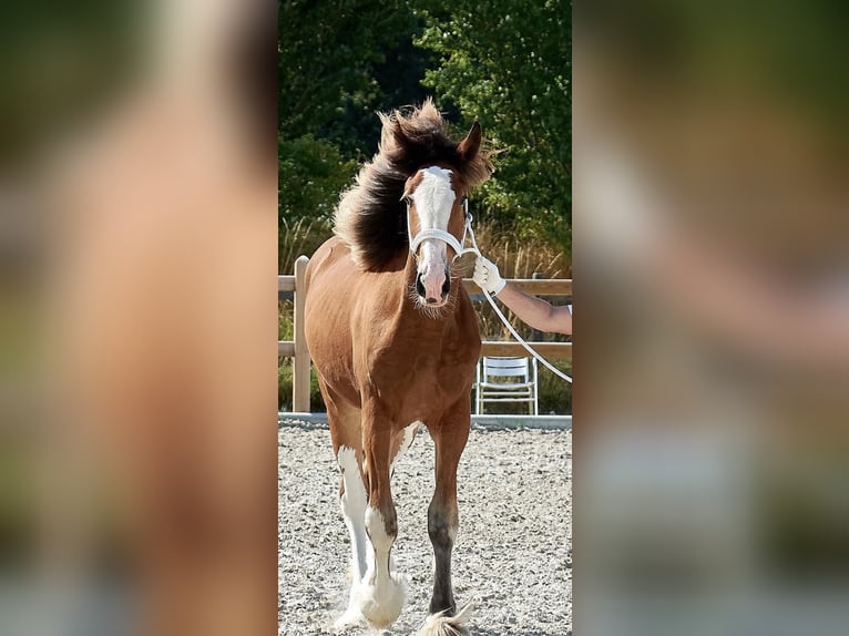 Clydesdale Mare 3 years 17,1 hh Bay in Slagelse