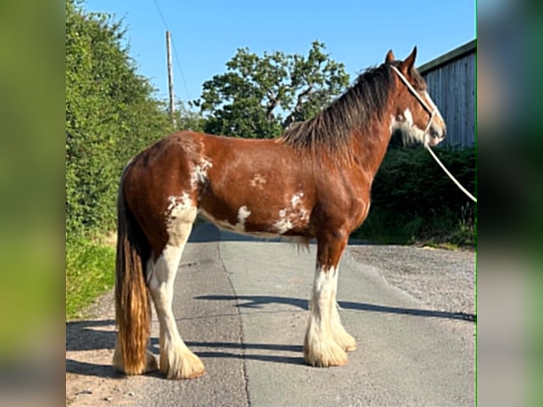 Clydesdale Mare 3 years  in marbury