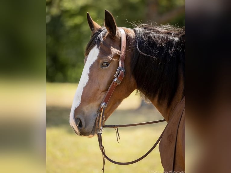 Clydesdale Mix Mare 4 years 16 hh Bay in Auburn, KY