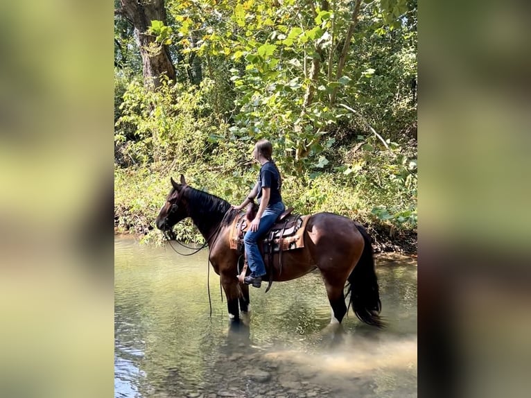 Clydesdale Mix Mare 4 years 16 hh Bay in Auburn, KY