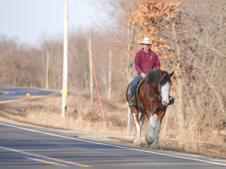Clydesdale Mare 4 years 17.3 hh Bay in Fairbank