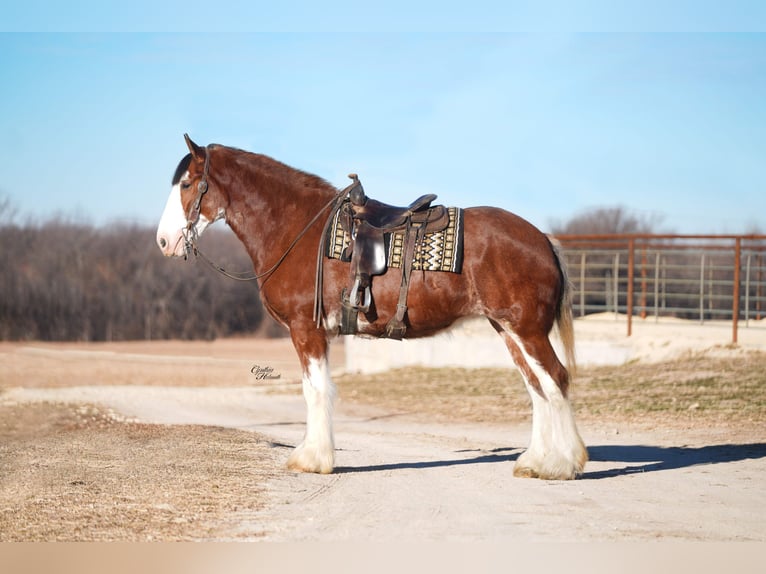 Clydesdale Mare 4 years 17,3 hh Bay in Fairbank