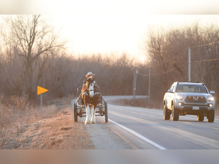 Clydesdale Mare 4 years 17,3 hh Bay in Fairbank