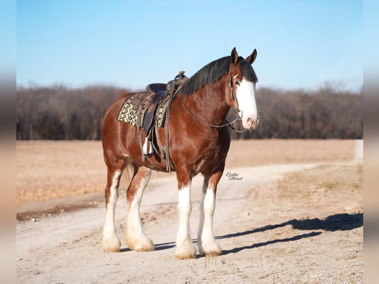 Clydesdale Mare 4 years 17,3 hh Bay in Fairbank