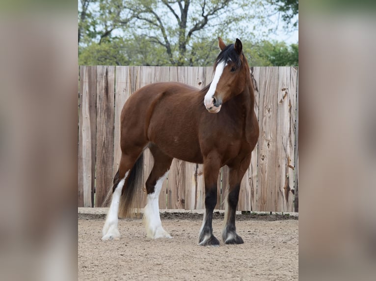 Clydesdale Mix Mare 4 years Bay in Jacksboro