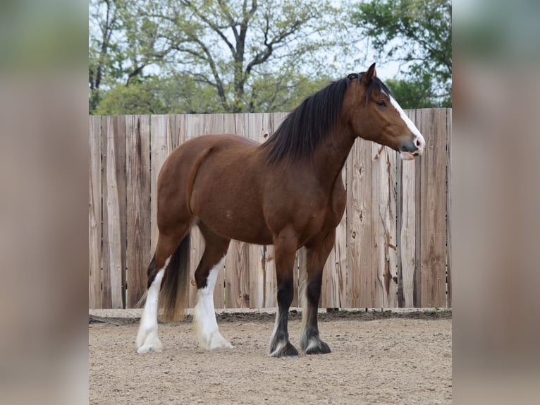 Clydesdale Mix Mare 4 years Bay in Jacksboro