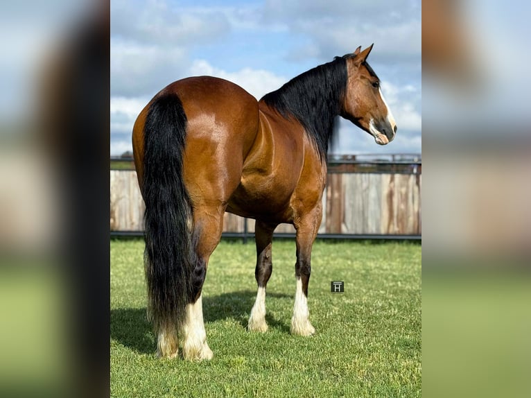 Clydesdale Mare 5 years 15 hh Bay in Jacksboro, Tx