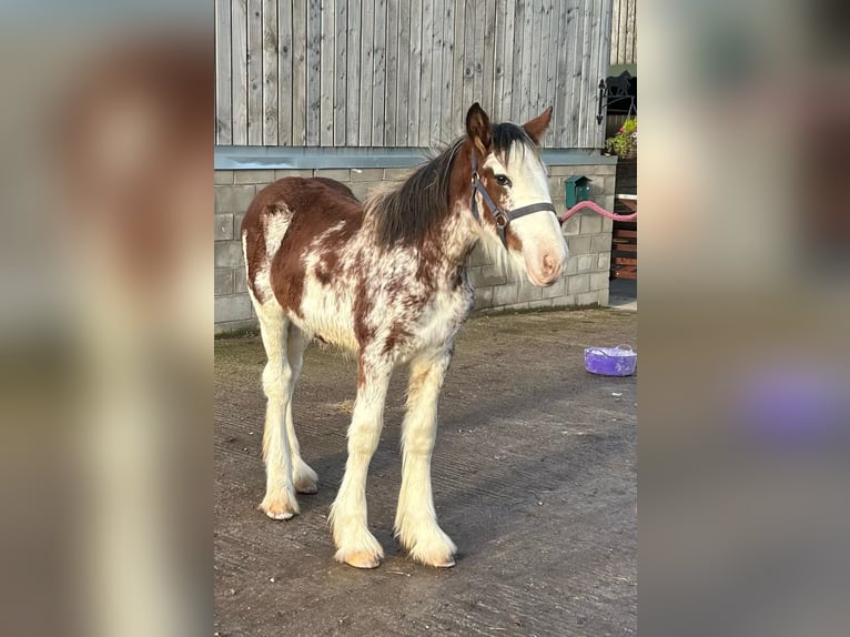 Clydesdale Mare Foal (05/2024) in whitegate