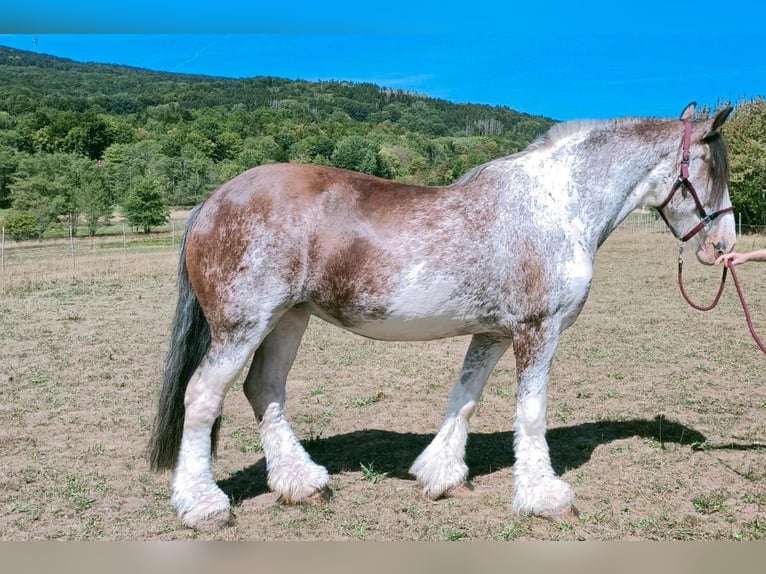Clydesdale Merrie 14 Jaar 168 cm Roan-Red in Sandberg