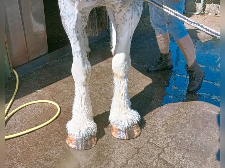 Clydesdale Merrie 14 Jaar 168 cm Roan-Red in Sandberg