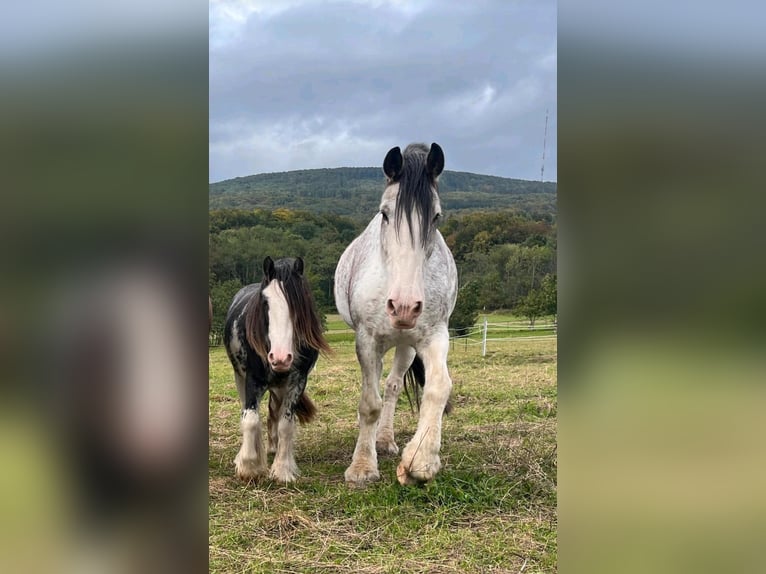 Clydesdale Merrie 14 Jaar 168 cm Roan-Red in Sandberg