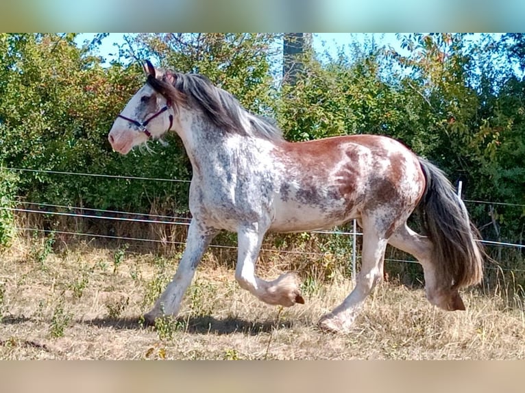 Clydesdale Merrie 14 Jaar 168 cm Roan-Red in Sandberg