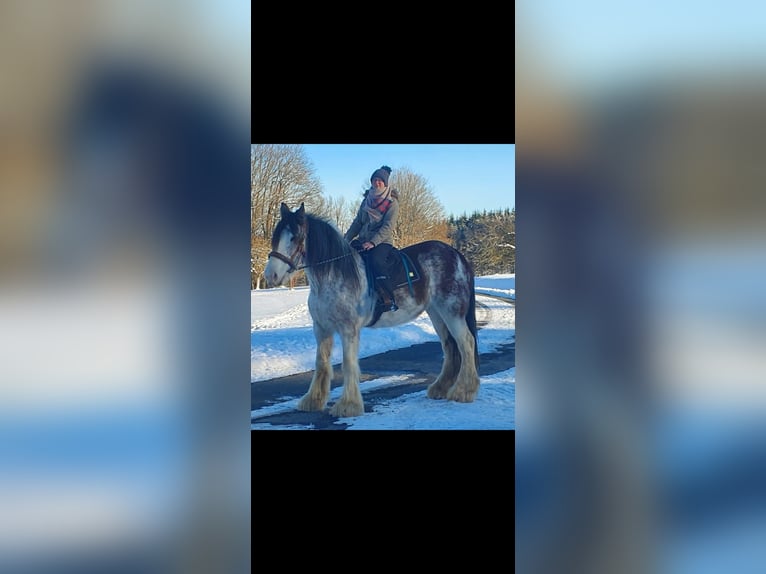 Clydesdale Merrie 14 Jaar 168 cm Roan-Red in Sandberg