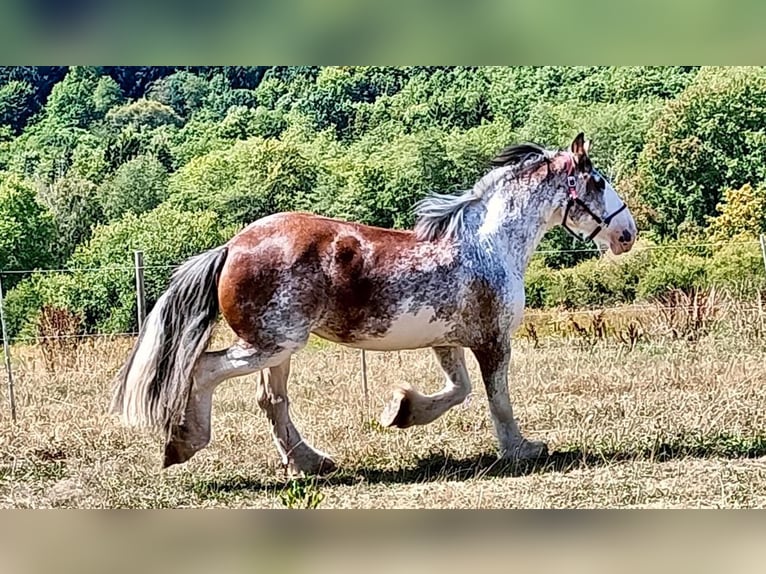 Clydesdale Merrie 14 Jaar 168 cm Roan-Red in Sandberg