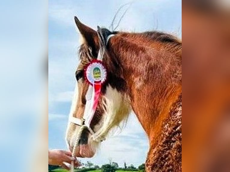 Clydesdale Merrie 2 Jaar in whitegate