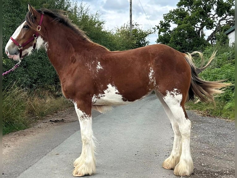 Clydesdale Merrie 2 Jaar in whitegate