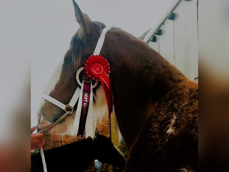 Clydesdale Merrie 2 Jaar in whitegate