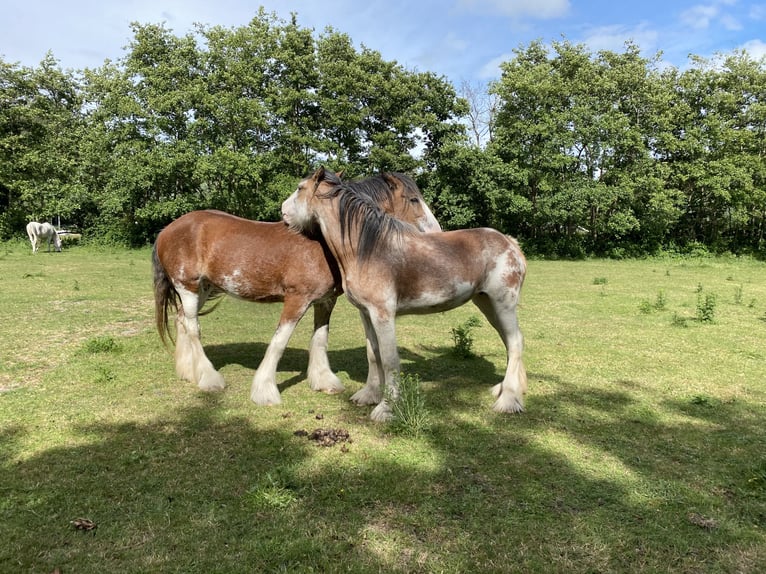 Clydesdale Merrie 3 Jaar 160 cm Roan-Red in Burgh Haamstede