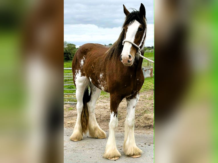 Clydesdale Merrie 3 Jaar  in cheshire