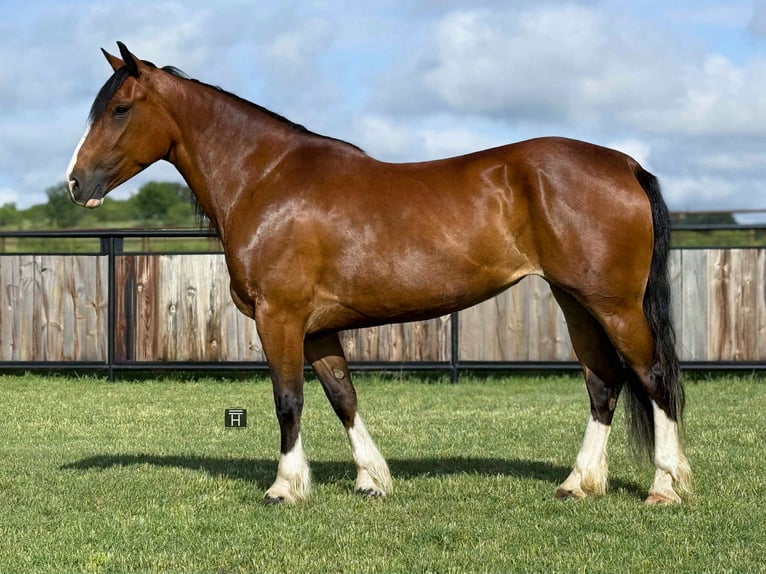 Clydesdale Merrie 4 Jaar 152 cm Roodbruin in Jacksboro, Tx