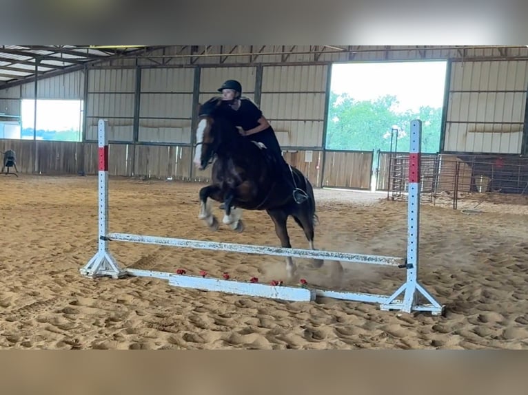 Clydesdale Merrie 4 Jaar 152 cm Roodbruin in Jacksboro, Tx