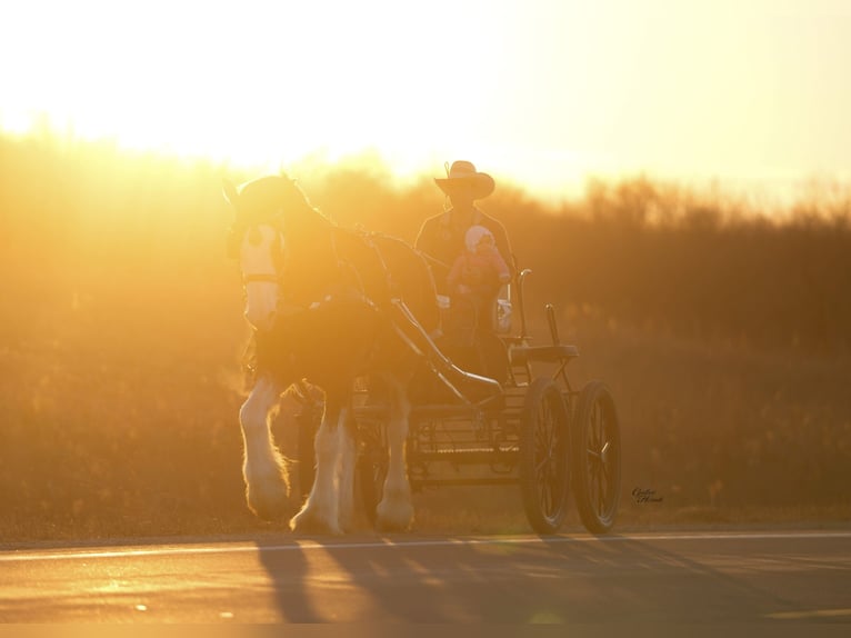 Clydesdale Merrie 4 Jaar 180 cm Roodbruin in Fairbank