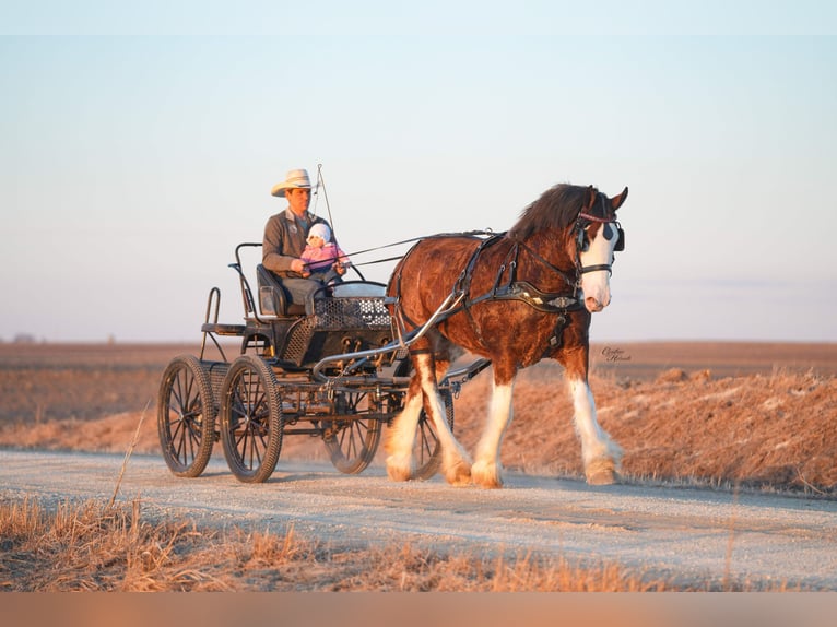 Clydesdale Merrie 4 Jaar 180 cm Roodbruin in Fairbank