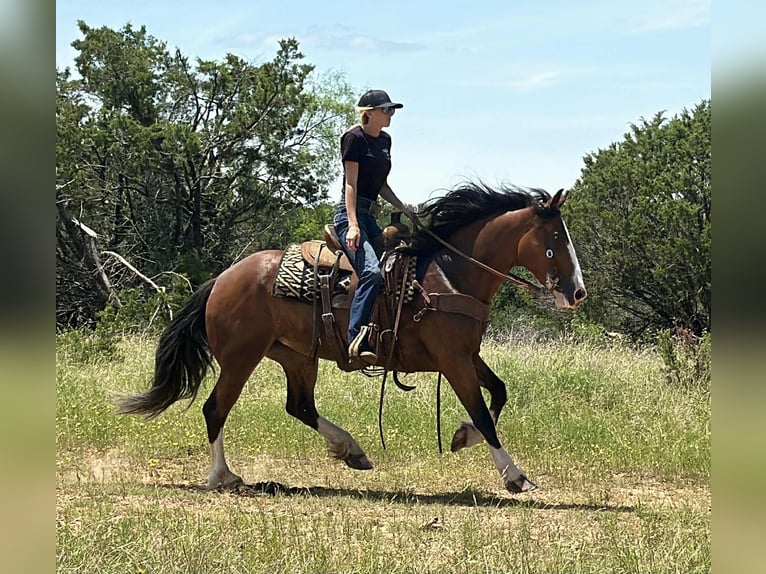 Clydesdale Merrie 5 Jaar 152 cm Roodbruin in Jacksboro, Tx