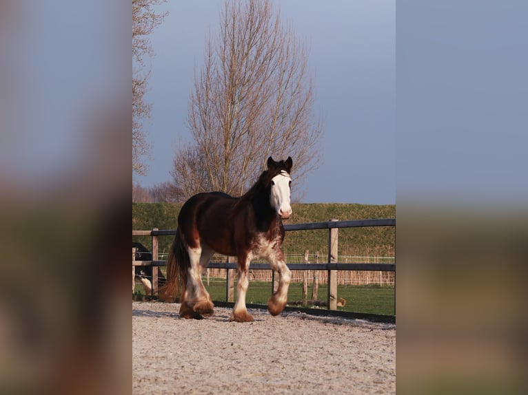 Clydesdale Merrie 6 Jaar 180 cm Bruin in Oud-Vossemeer