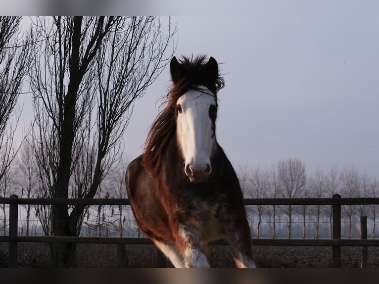 Clydesdale Merrie 6 Jaar 180 cm Bruin in Oud-Vossemeer