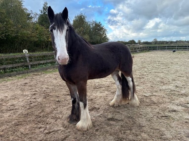 Clydesdale Merrie 6 Jaar 181 cm Zwartbruin in Burgh-Haamstede Clydesdale Merrie 6 Jaar 181 cm Zwartbruin in Burgh-Haamstede