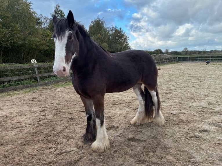 Clydesdale Merrie 6 Jaar 181 cm Zwartbruin in Burgh-Haamstede Clydesdale Merrie 6 Jaar 181 cm Zwartbruin in Burgh-Haamstede