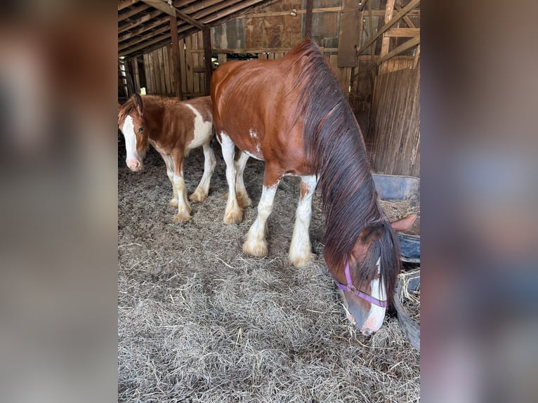 Clydesdale Merrie 9 Jaar 163 cm Roodbruin in Pulaski TN