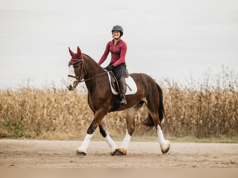 Clydesdale Mix Merrie 9 Jaar Roodbruin in Ames