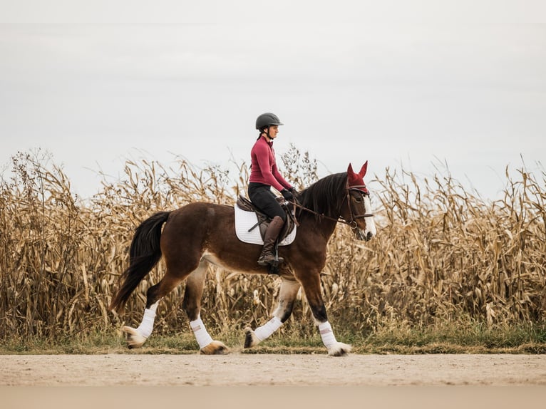 Clydesdale Mix Merrie 9 Jaar Roodbruin in Ames