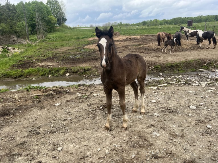 Clydesdale Mix Merrie  163 cm Zwart in Dewittville