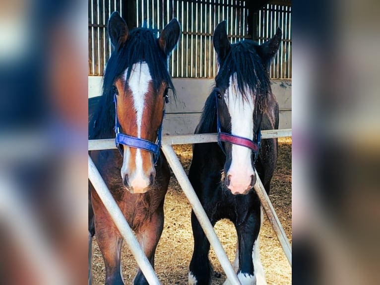 Clydesdale Ogier 1 Rok  in marbury