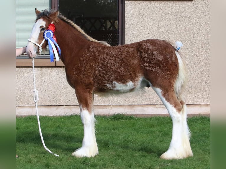 Clydesdale Ogier 1 Rok in whitegate