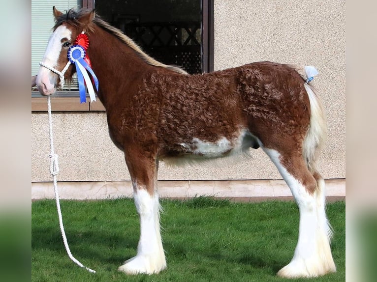 Clydesdale Ogier 1 Rok in whitegate