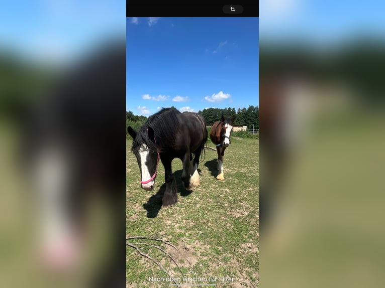 Clydesdale Ogier 2 lat 162 cm Gniada in Issum