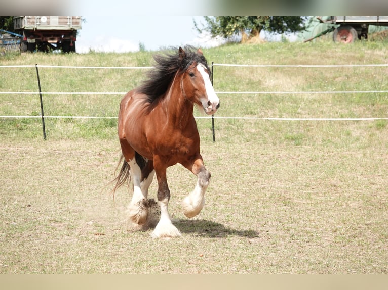 Clydesdale Ogier Gniada in W&#xF6;lfersheim