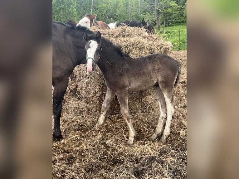 Clydesdale Mix Ogier  163 cm Kara in Dewittville