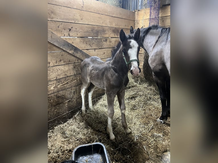 Clydesdale Mix Ogier  163 cm Kara in Dewittville
